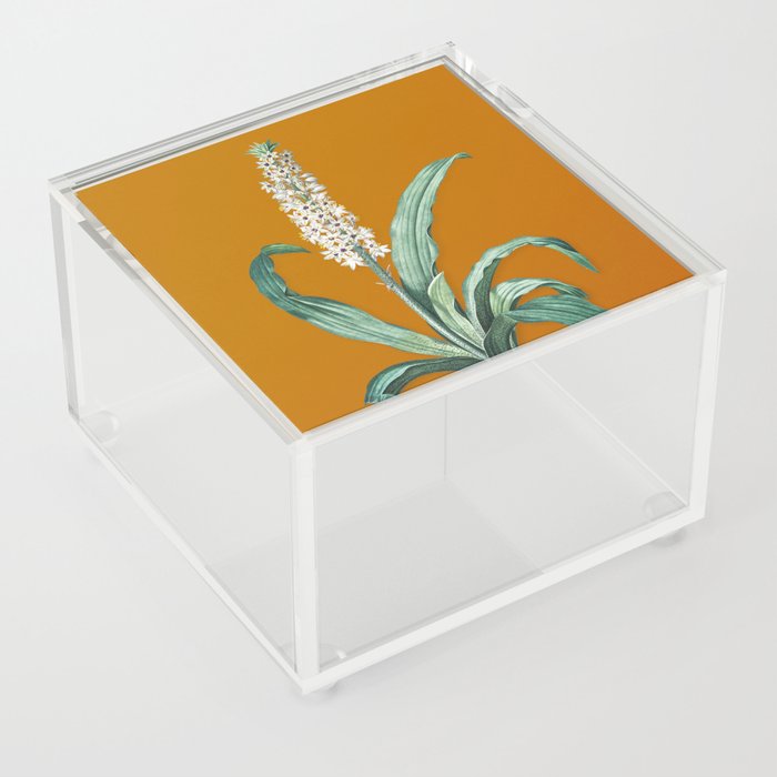 Vintage Eucomis Punctata Botanical Illustration on Sunset Orange Acrylic Box