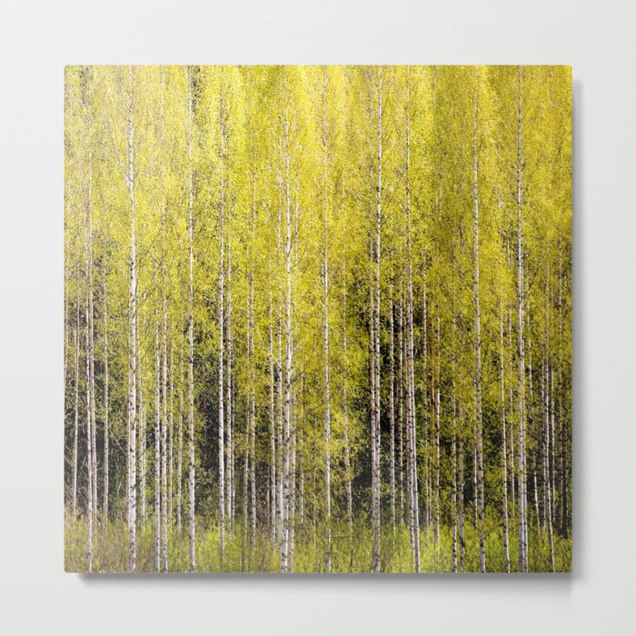 Lovely spring atmosphere - vibrant green leaves on the trees - beautiful birch grove #decor #society Metal Print