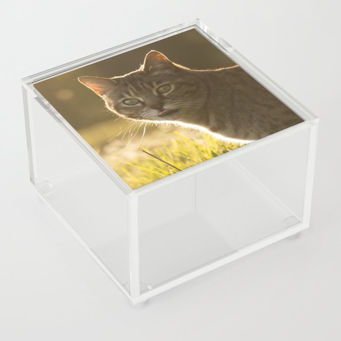 Tabby cat Acrylic Box