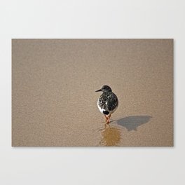 Sandpiper Seashore Sea Bird Portrait Canvas Print