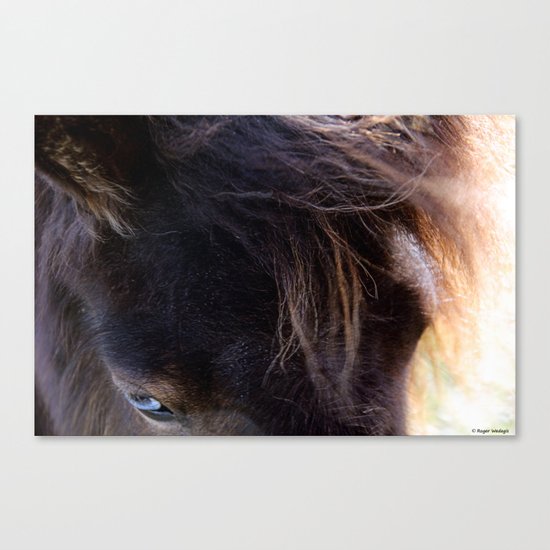 Old Blue Eyes Canvas Print