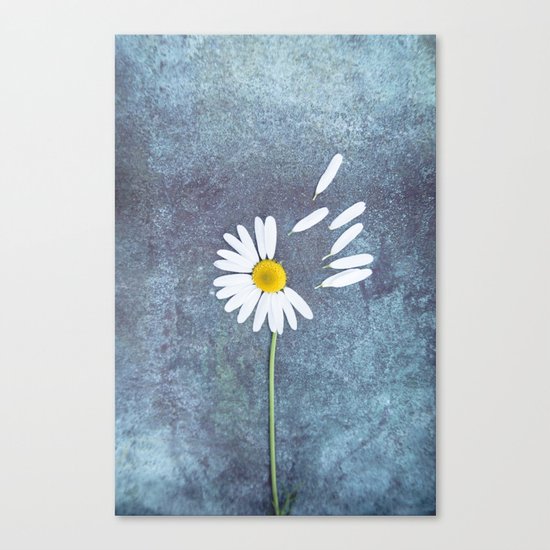 Daisy III Canvas Print