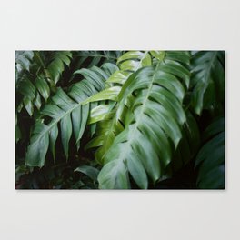 Jungle leaves Canvas Print