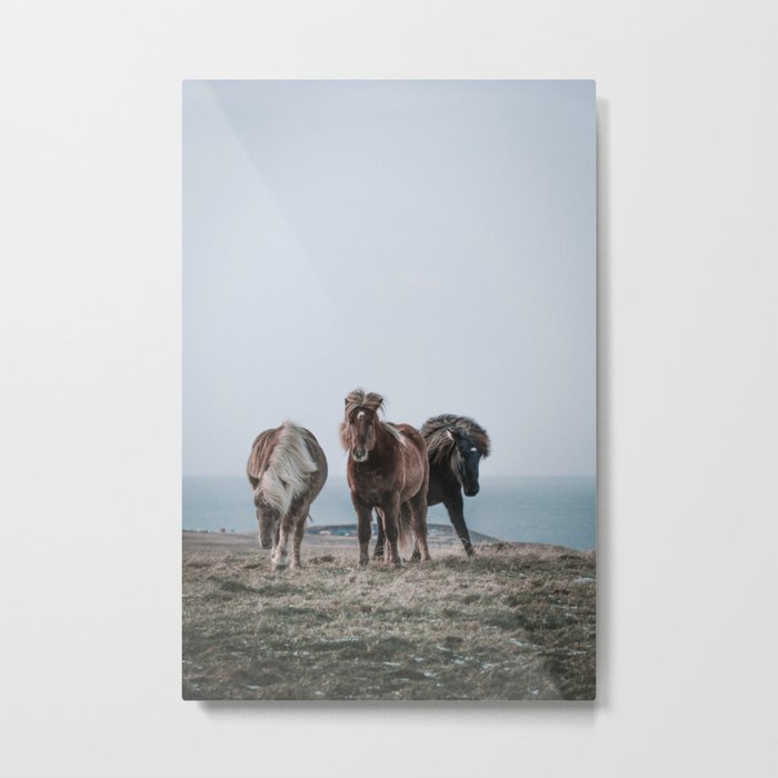 Three Icelandic Horses Metal Print