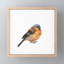 Common Chaffinch Framed Mini Art Print