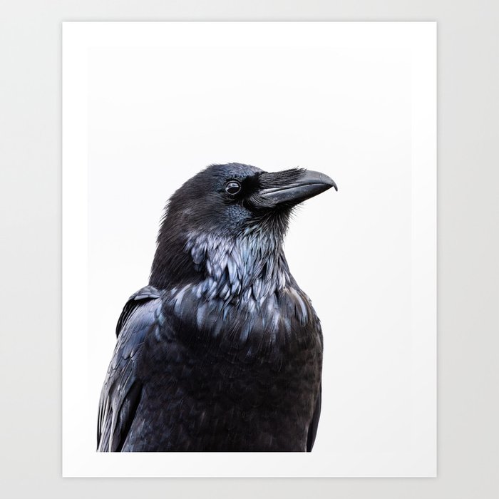 Majestic Raven - Bird Photography Art Print