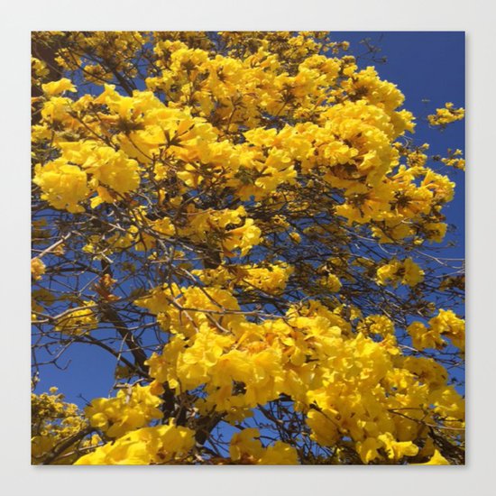 Beautiful tree in Santa Paula, CA Canvas Print