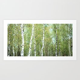 the birch forest III Art Print