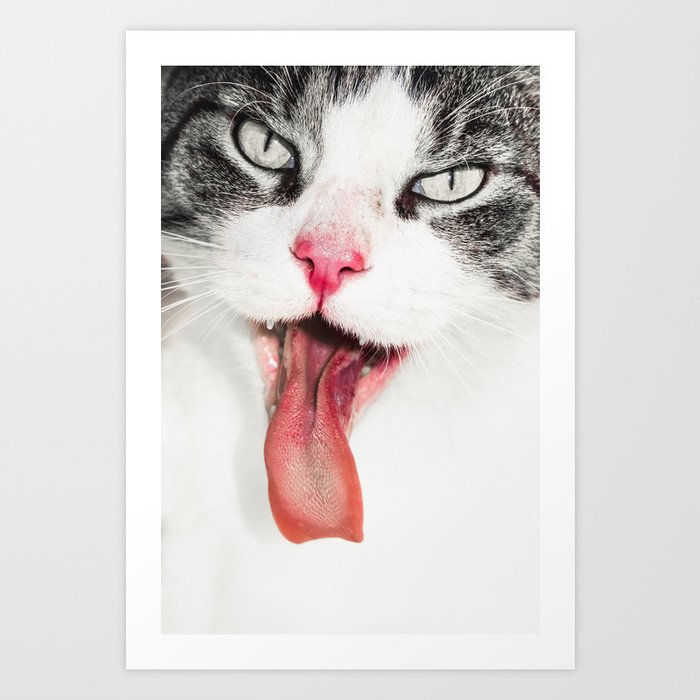 tomcat Paule showing his tongue Art Print
