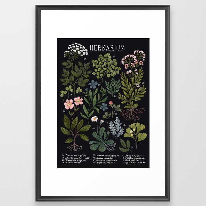 Herbarium ~ vintage inspired botanical art print ~ black Framed Art Print