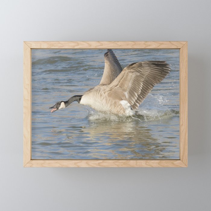 Canada Goose At The River Framed Mini Art Print