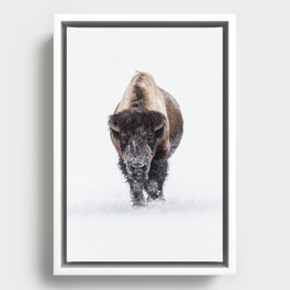 Yellowstone National Park: Lone Bull Bison Framed Canvas