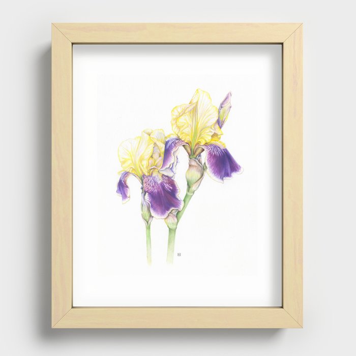Violet & Yellow Bearded Iris Recessed Framed Print