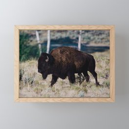 Roaming American Bison Framed Mini Art Print