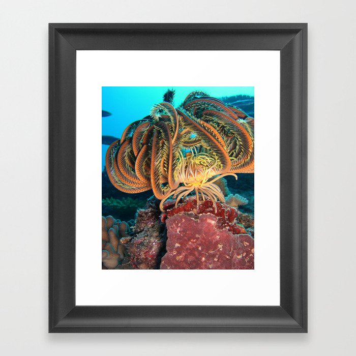 Sea Fish Framed Art Print