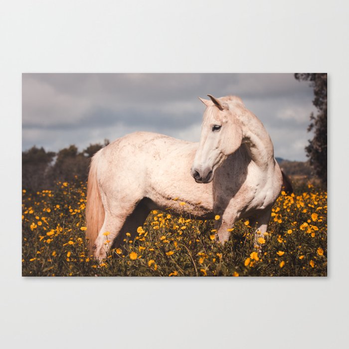 White horse on flower field, Lusitano horses, beautiful stallion. Canvas Print