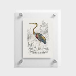 Purple Heron Floating Acrylic Print
