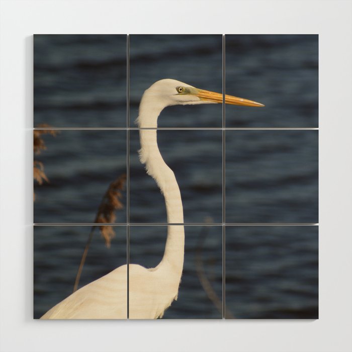 Great White Egret Animal / Wildlife Photograph Wood Wall Art and More