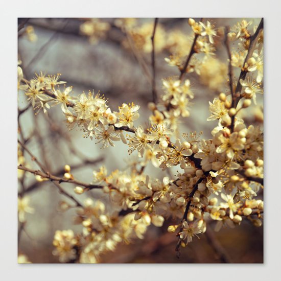 Sunny Cherry Blossom Canvas Print