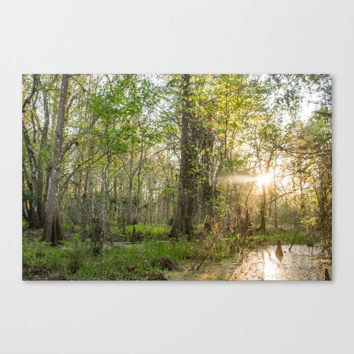 Sunrise in the Glades Canvas Print