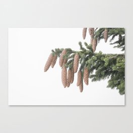 Pine Cone Tree Branch Canvas Print