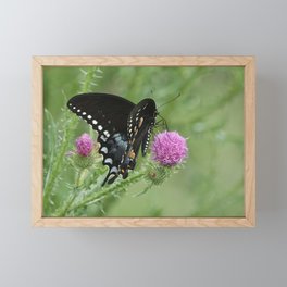 Butterfly Thistles  Framed Mini Art Print