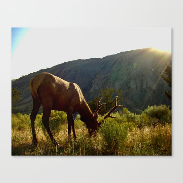 elk in velvet Canvas Print
