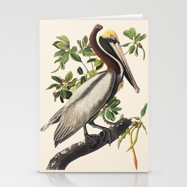 Brown Pelican by Audubon Stationery Cards