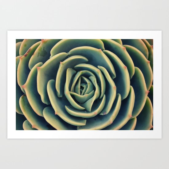 Echeveria x Imbricata Succulent Art Print
