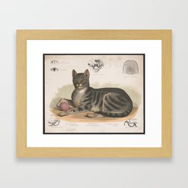 The Cat - Felis domesticus Framed Art Print