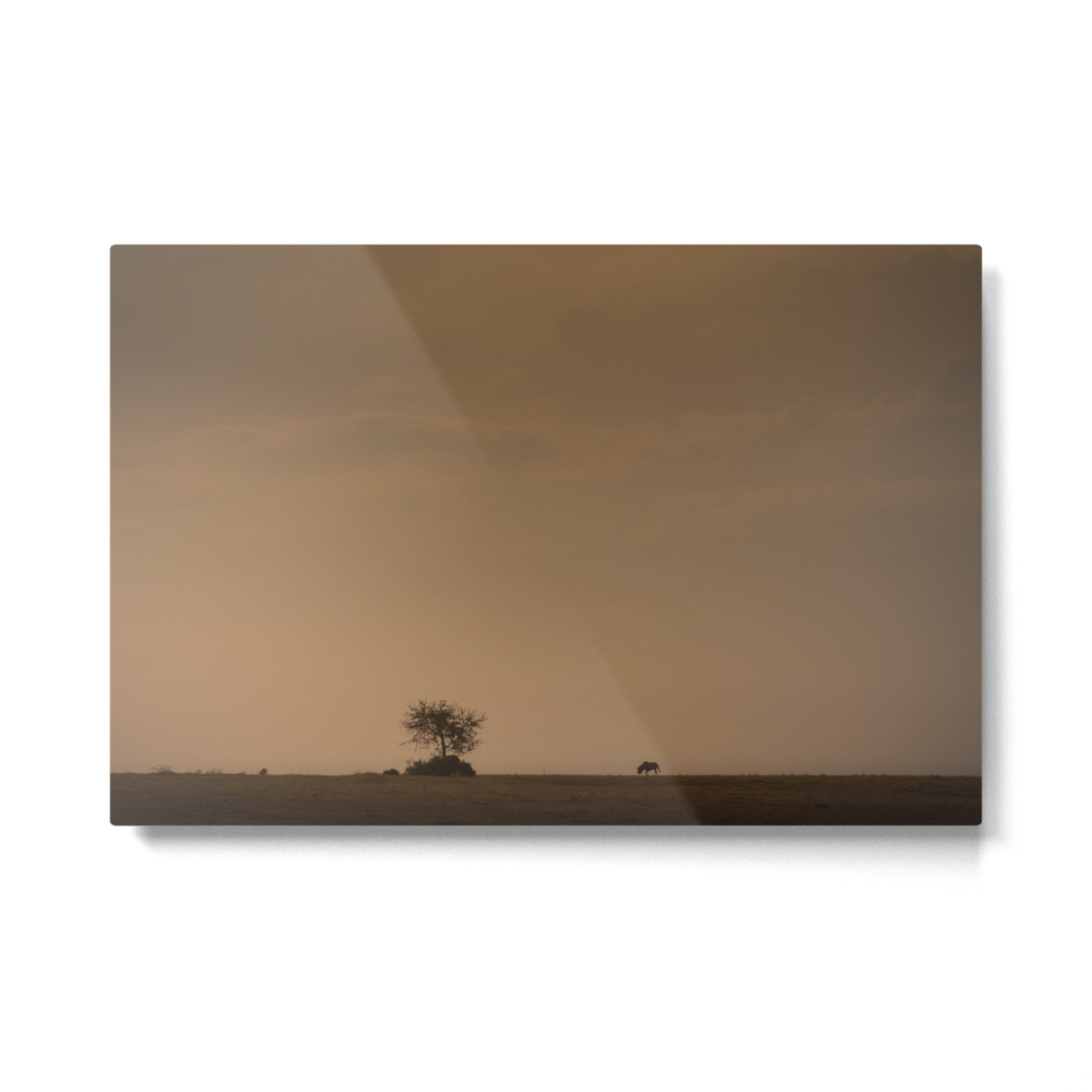 Lone Wildebeest Grazing In South Africa At Sunset Metal Print by bradleyhebdon