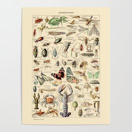 Vintage Insect Identification Chart // Arthropodes by Adolphe Millot 19th Century Science Artwork Poster