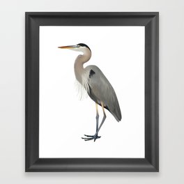 Great Blue Heron Framed Art Print