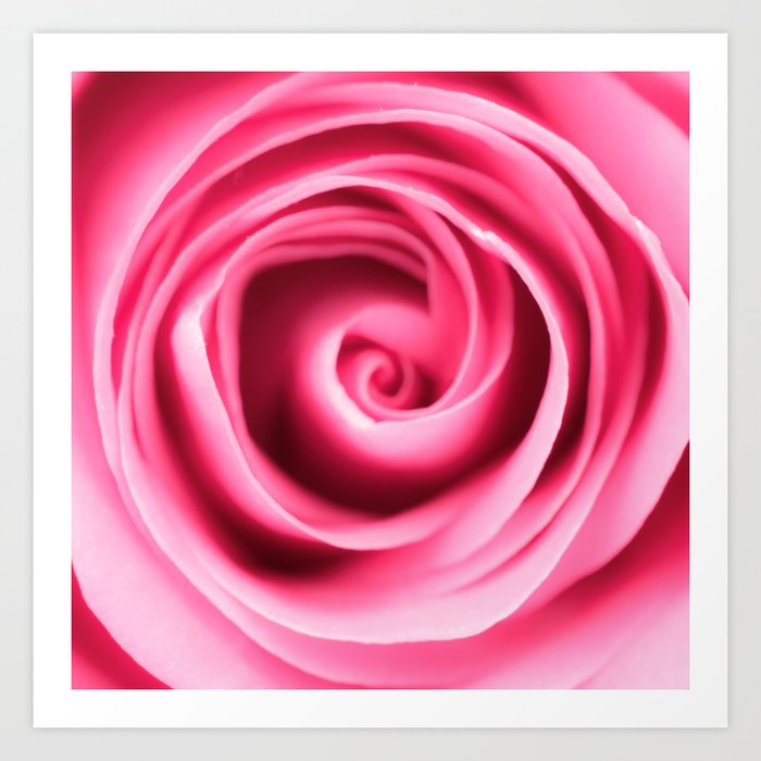 Pink Rose Petals Swirls Art Print By Visualart Society6