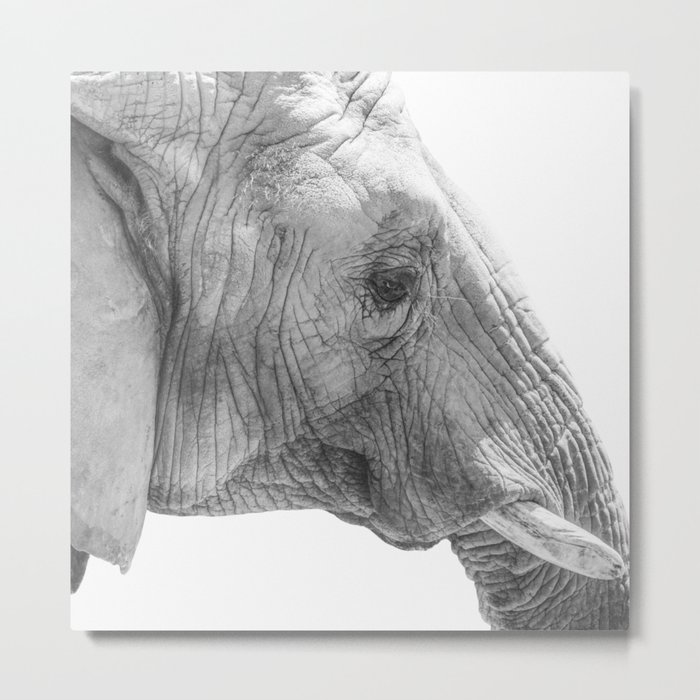Elephant Portrait Photography  Metal Print