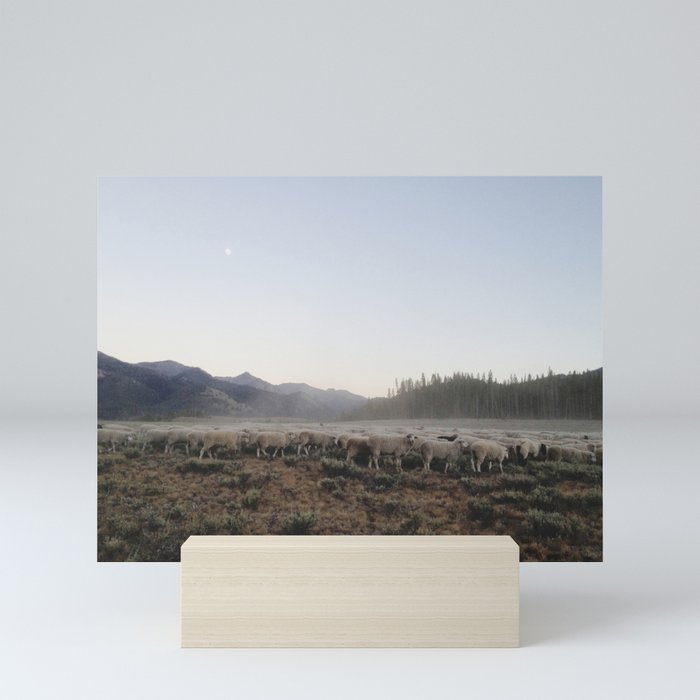 Sheep Dust Mini Art Print