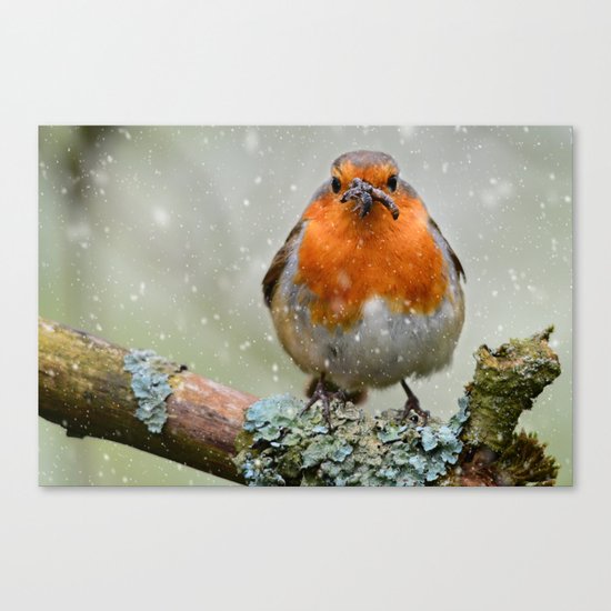 Chubby Winter Robin Canvas Print