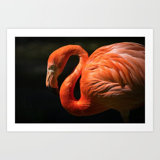 Flamingo photo Art Print