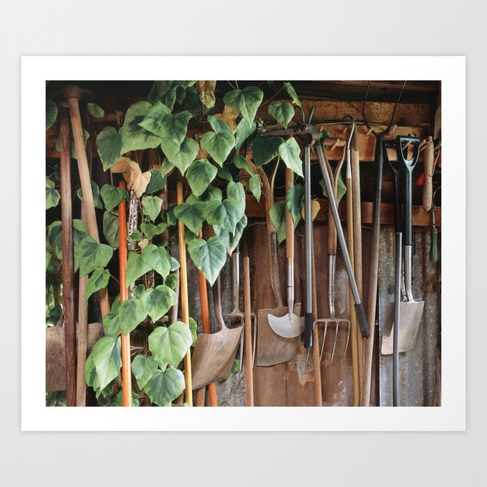 Hedera Ivy Growing Among Gardening Tools In A Shed Uk Shot On Art Print