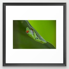 Tree Frog  Framed Art Print