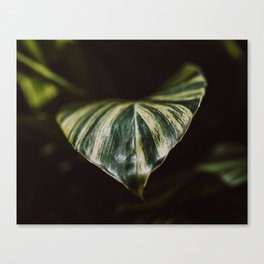 Big leaf Canvas Print