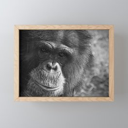 portrait of a chimpanzee Framed Mini Art Print