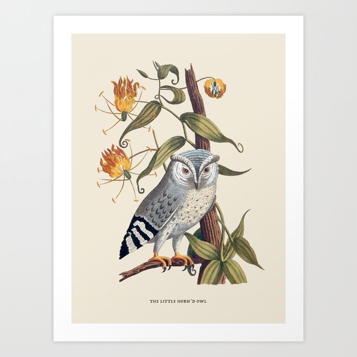 Gray Owl Antique Naturalist Illustration Art Print