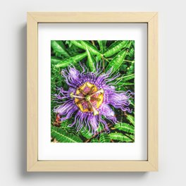 Passiflora incarnata Recessed Framed Print