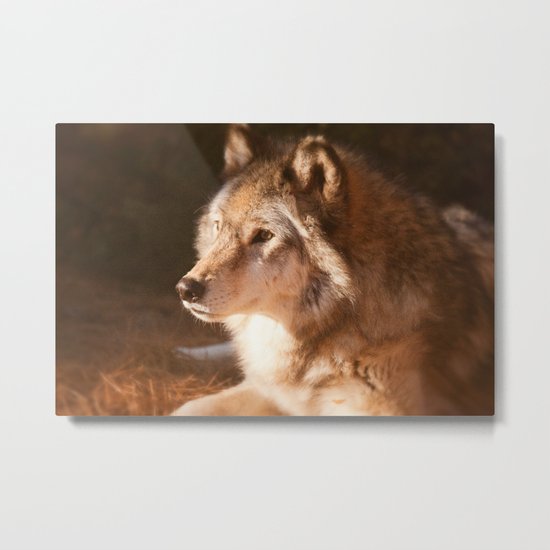 Wolf Beauty Metal Print