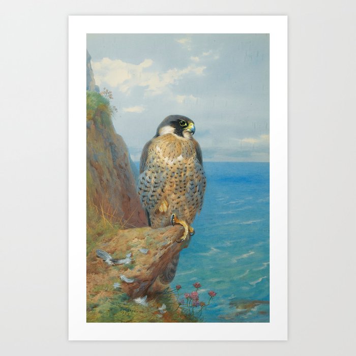 Peregrine at Auchencairn by Archibald Thorburn, 1923 (benefitting The Nature Conservancy) Art Print