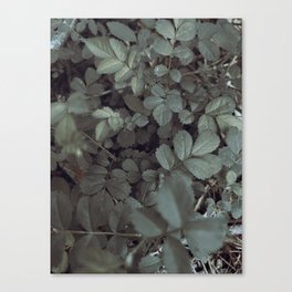 Flora // Focus Canvas Print