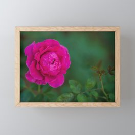 Pink Rose Framed Mini Art Print