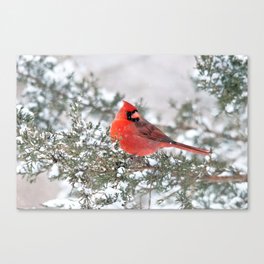 Winter's Beauty Cardinal Canvas Print