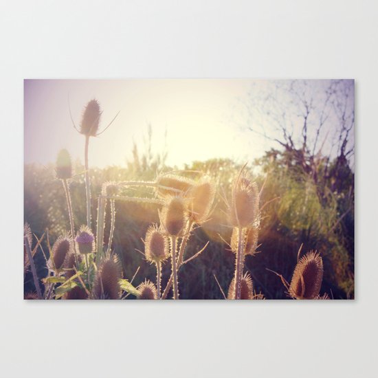 Beautiful sun Canvas Print